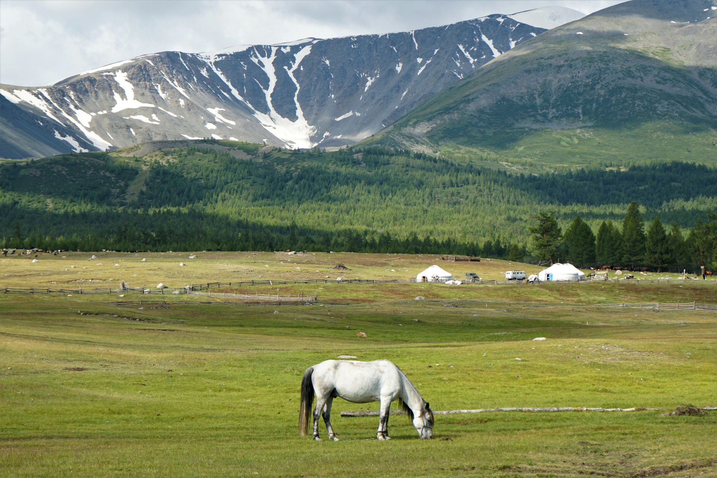 Horse grazing on the Mongolian steppe